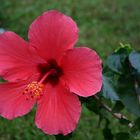 hibiscus 1