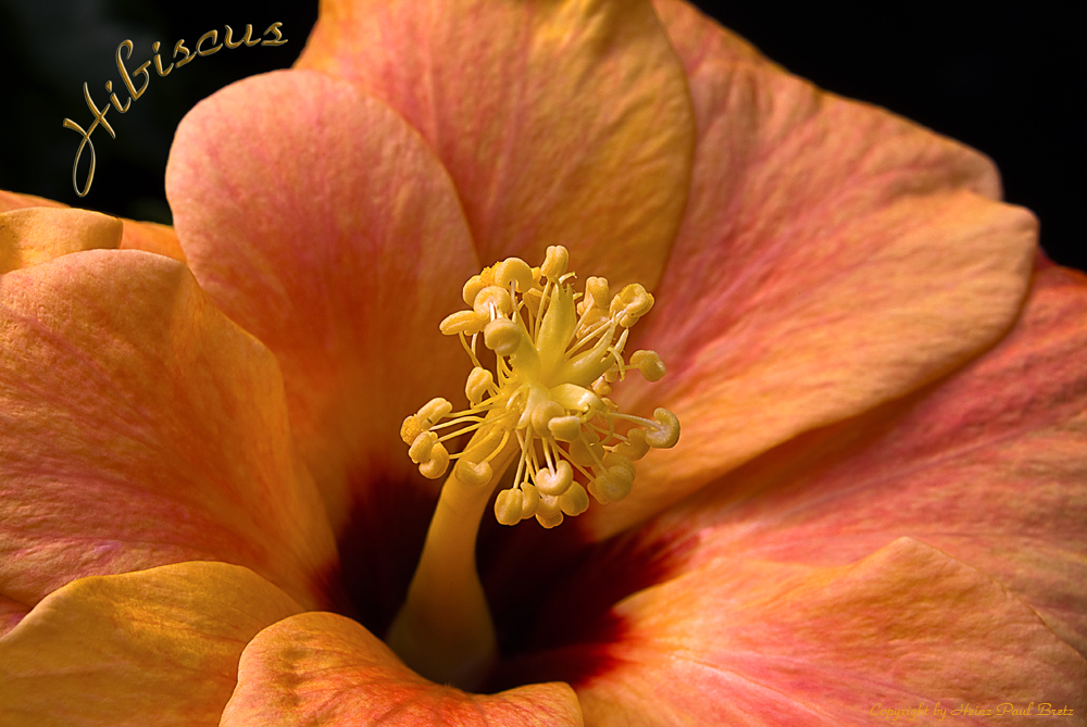 Hibiscus