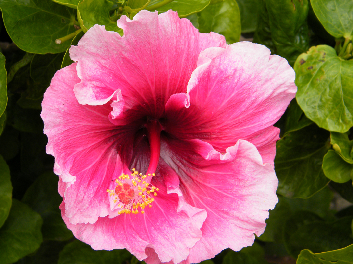 Hibiscus.