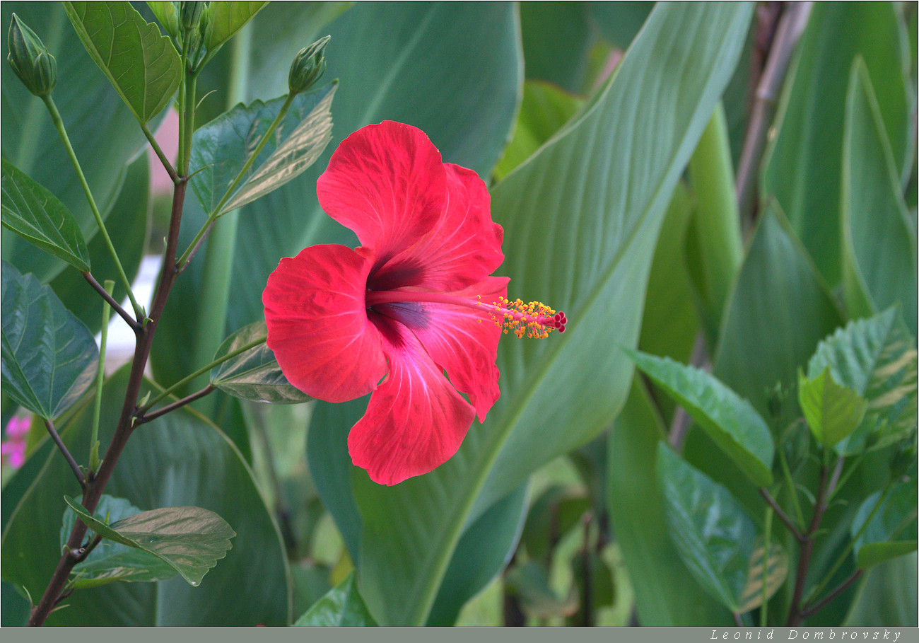 Hibiscus