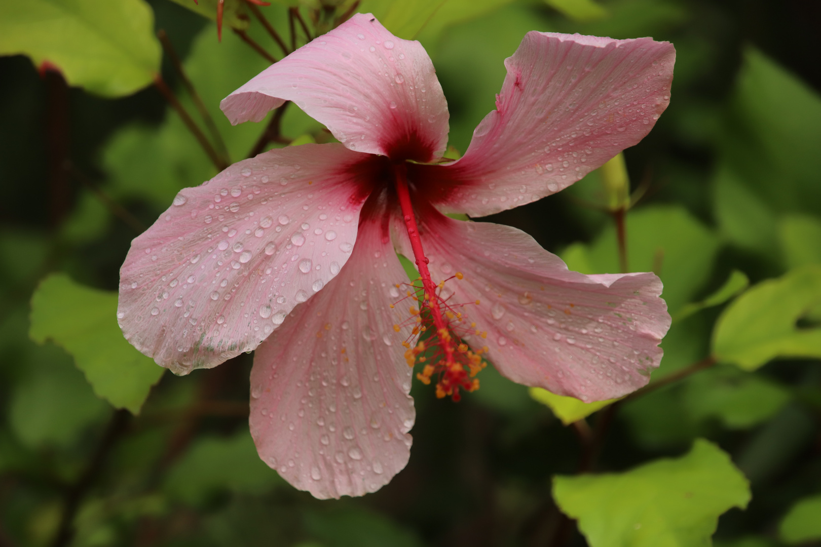 Hibiscus