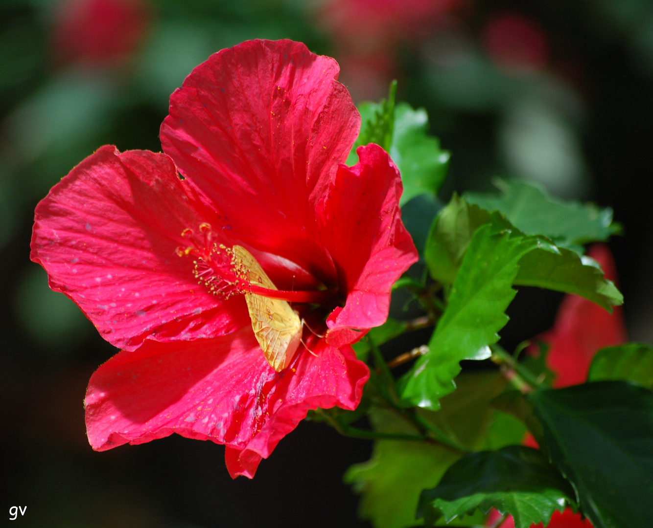 hibiscus 