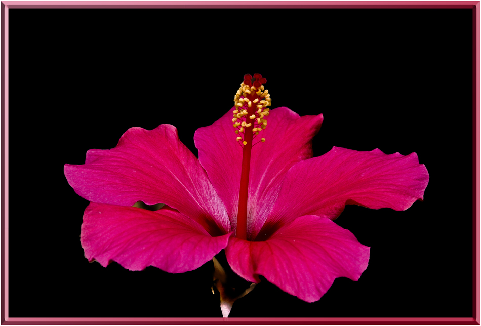 HIBISCUS 2