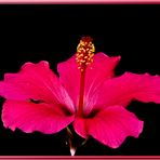 HIBISCUS 2