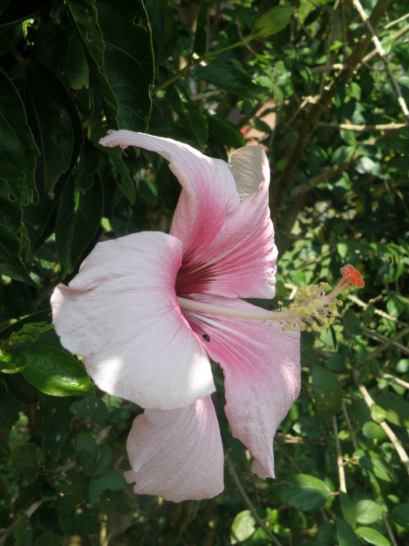 Hibiscus 2