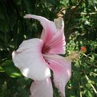 Hibiscus 2