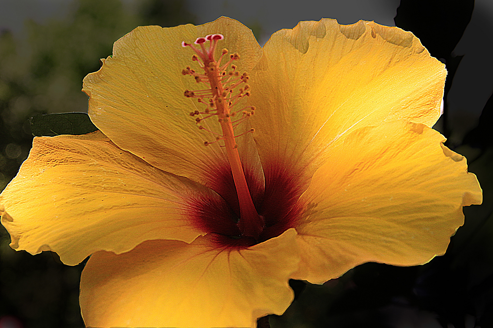 Hibiscus 2