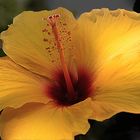 Hibiscus 2