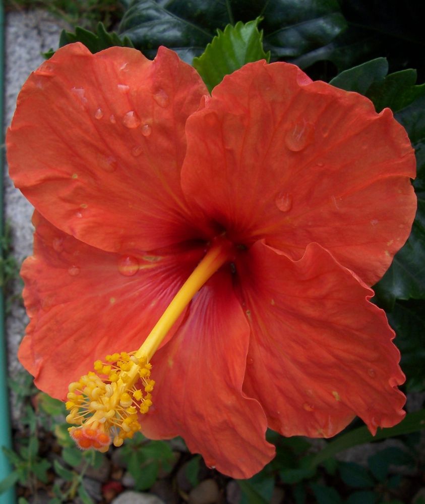 Hibiscus 2