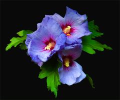 Hibiscus 2