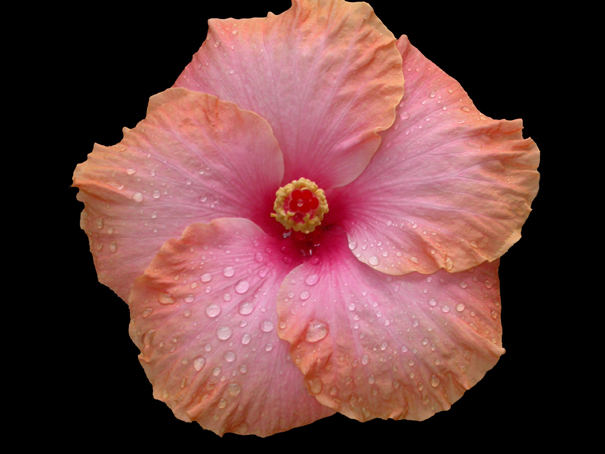 hibiscus 2