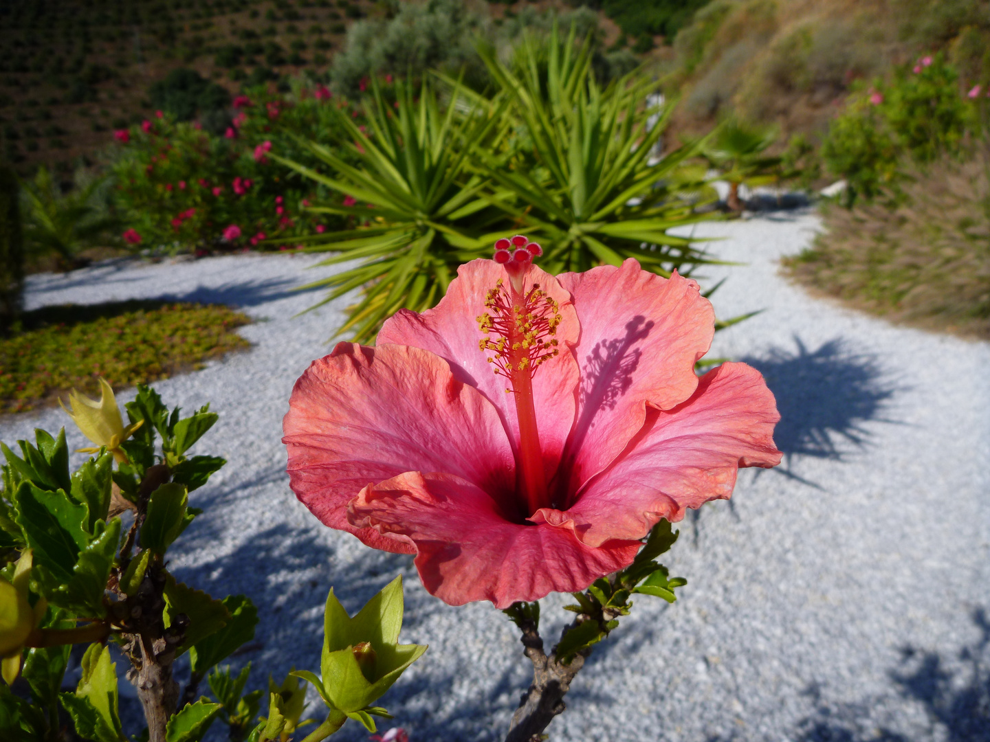 Hibiscus 2