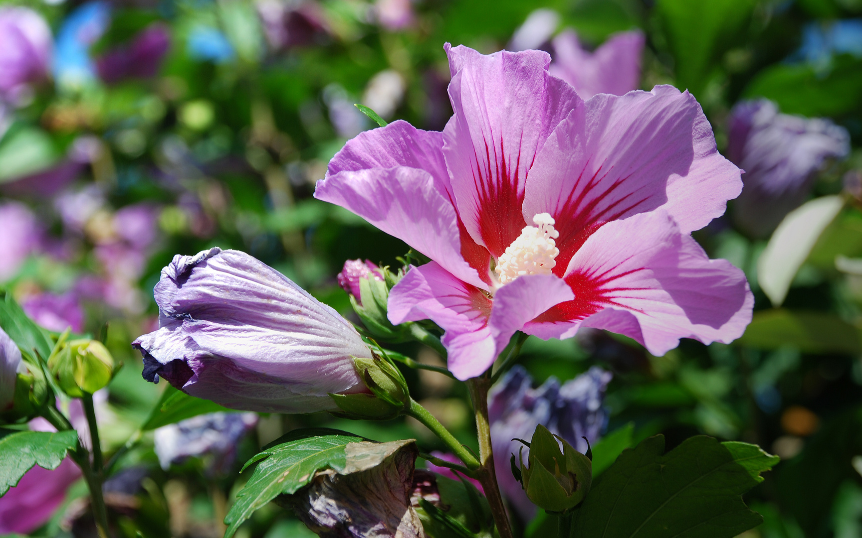 hibiscus 2