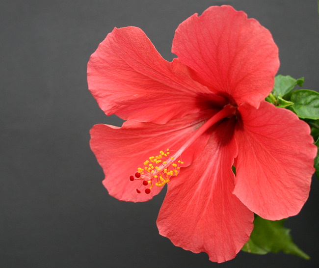 hibiscus 2