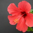 hibiscus 2