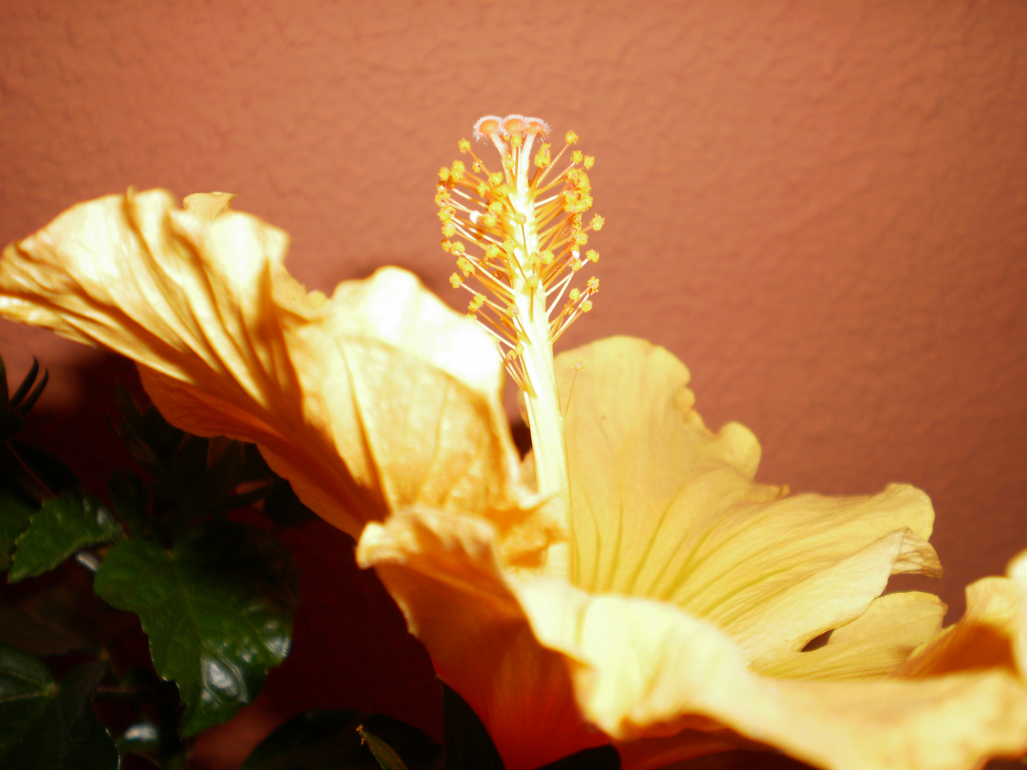 Hibiscus 2 von meiner frau mona fotografiert