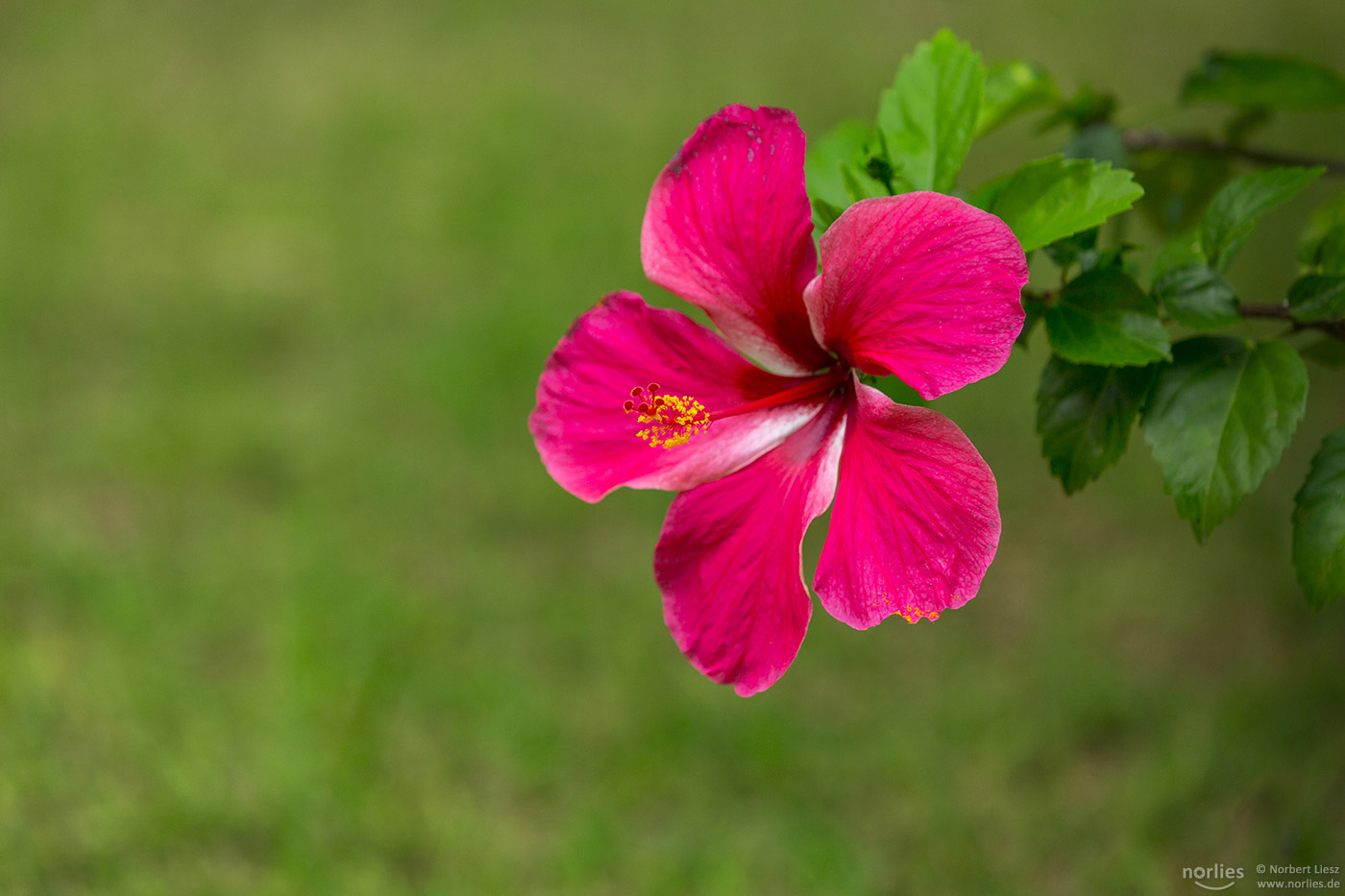 Hibiscus