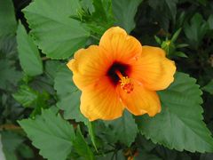 Hibiscus