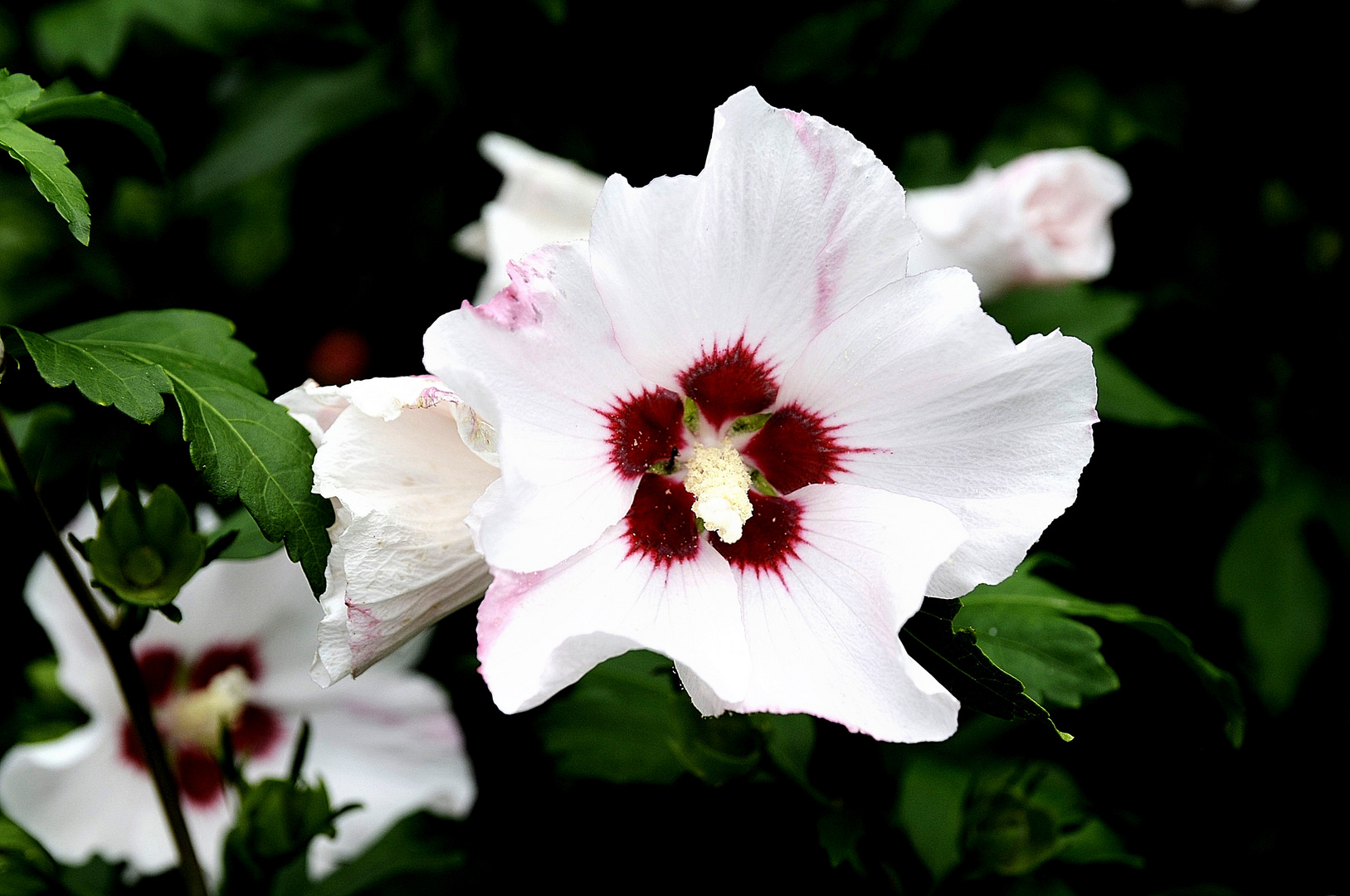 Hibiscus