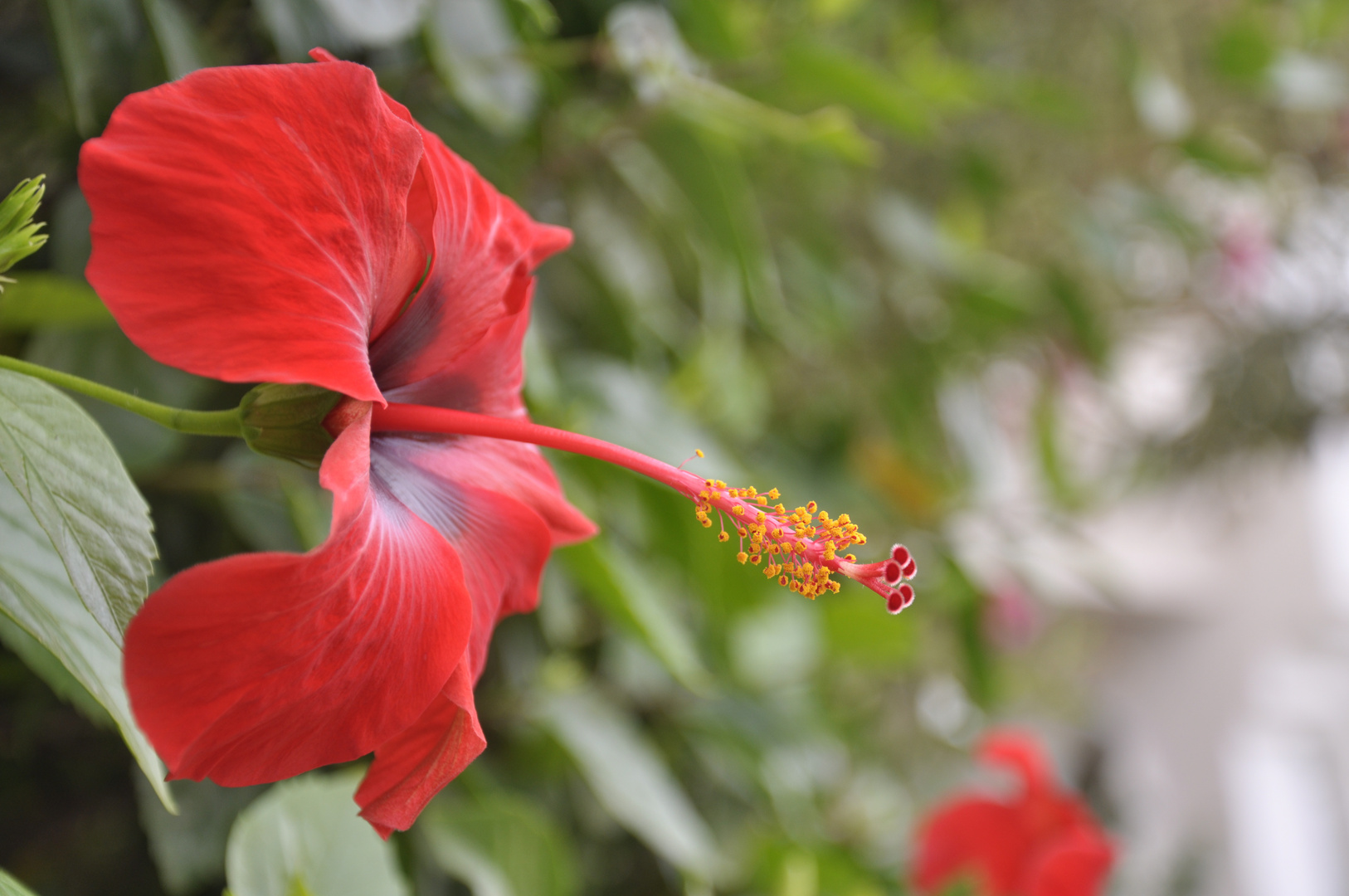 Hibiscus