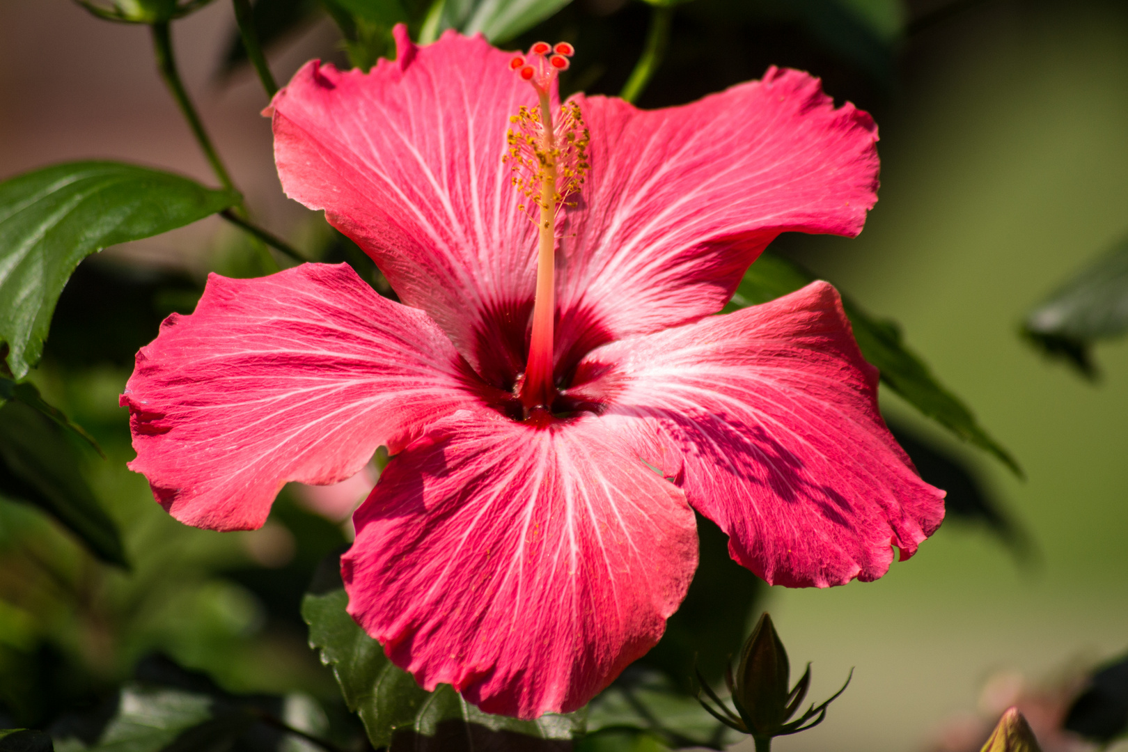 Hibiscus