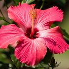 Hibiscus