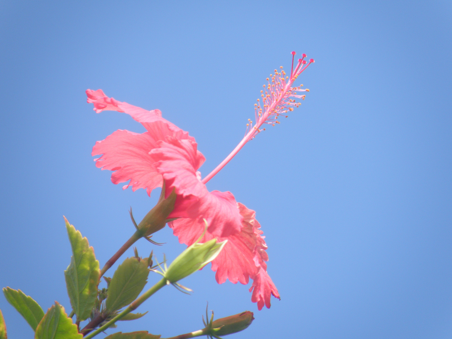 Hibiscus