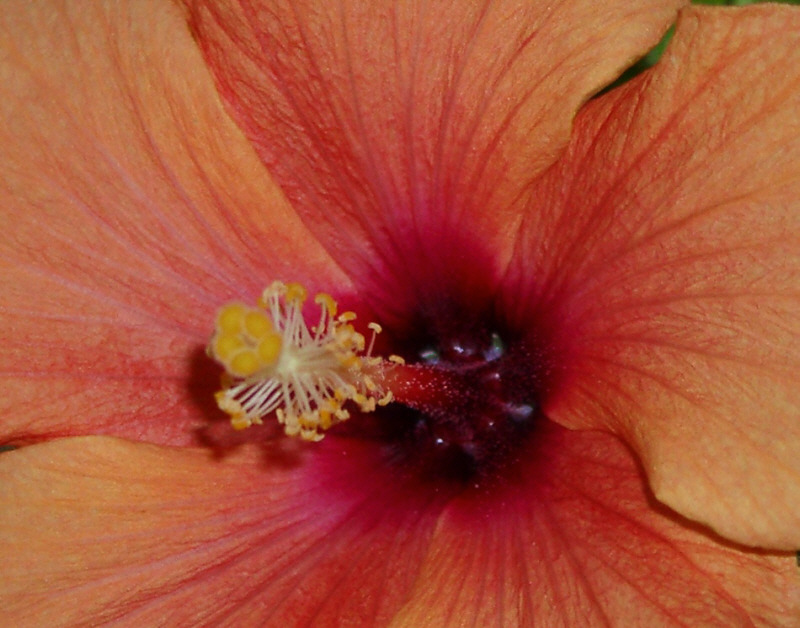 Hibiscus