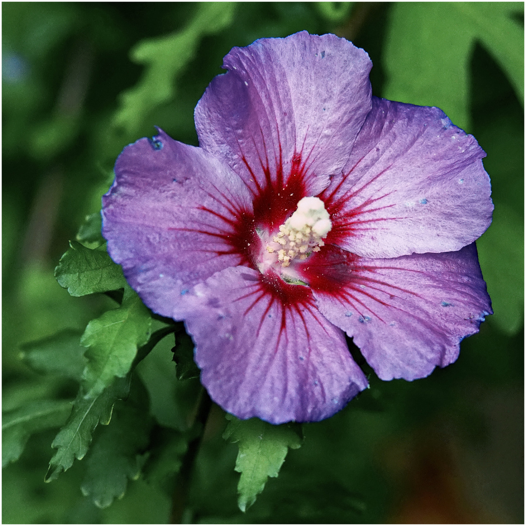 Hibiscus