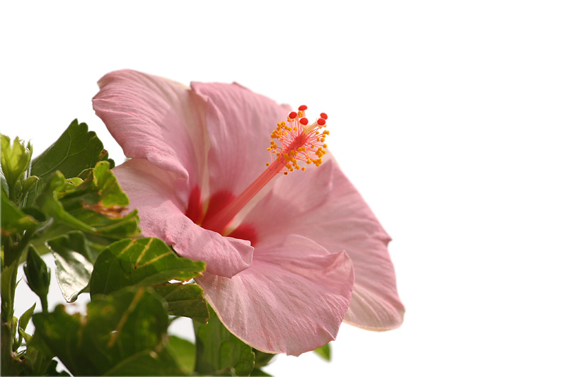 hibiscus