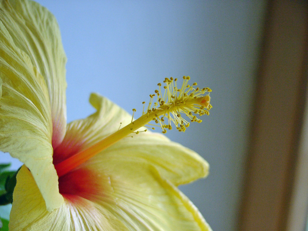 Hibiscus