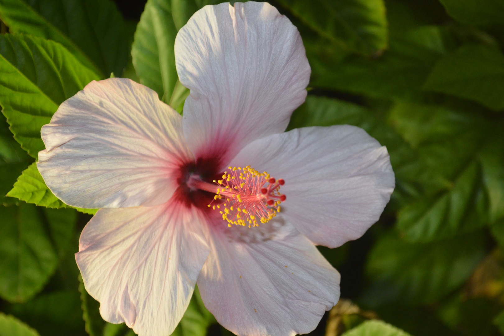 Hibiscus