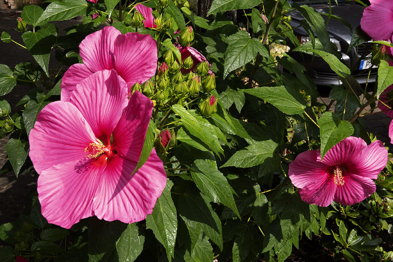 Hibiscus