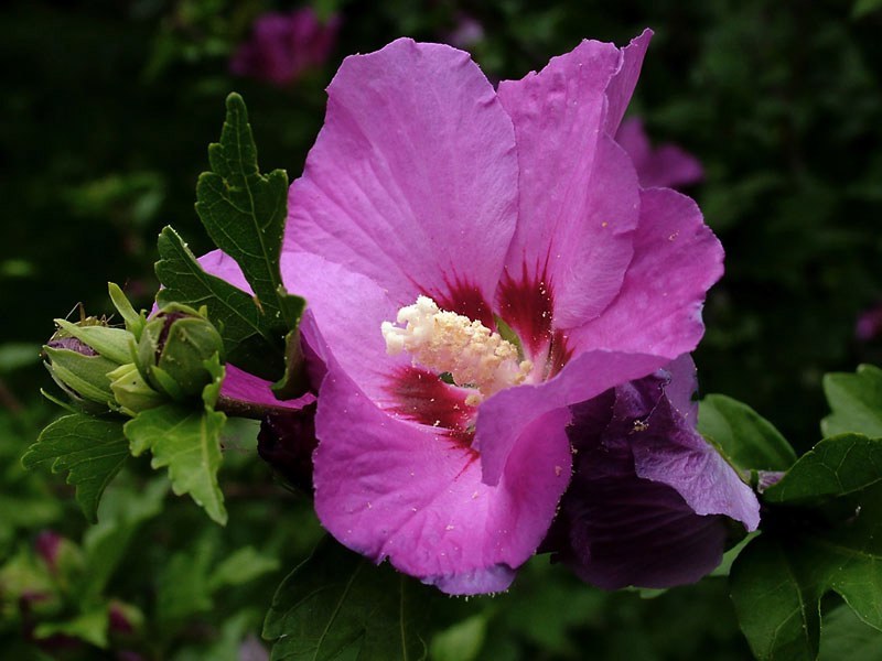 Hibiscus