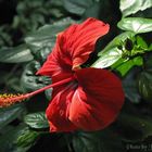 Hibiscus