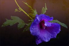 Hibiscus 3