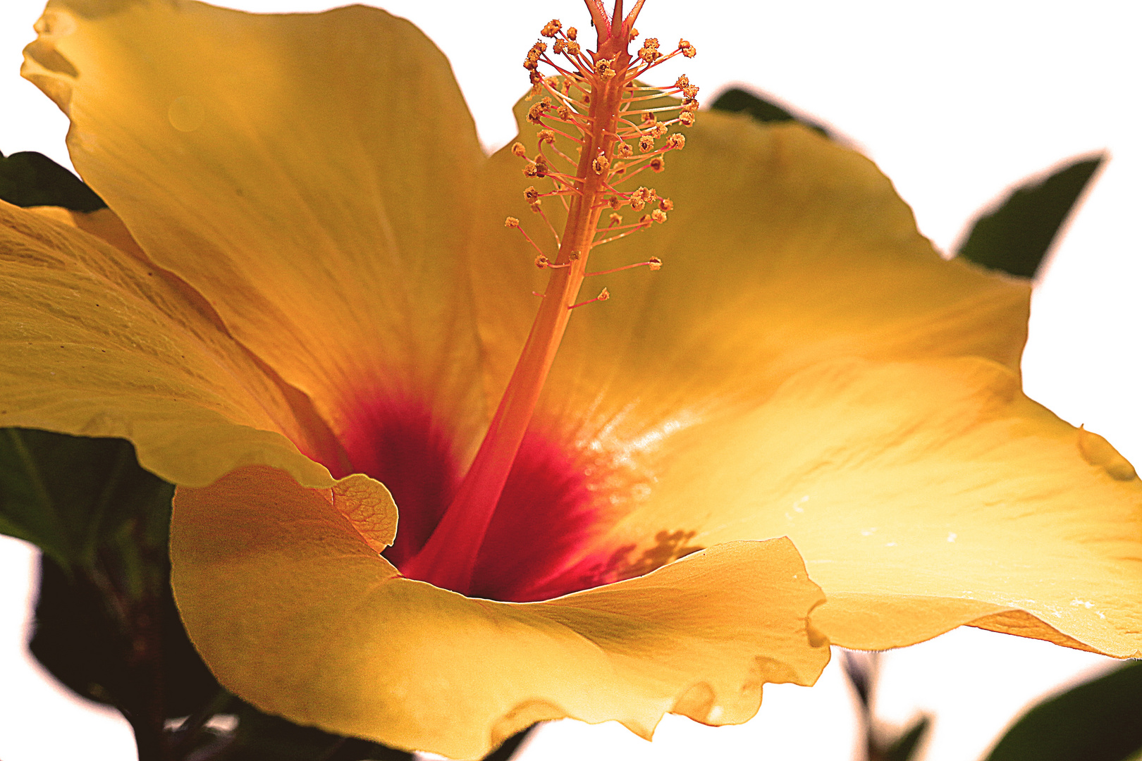 Hibiscus 3