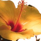 Hibiscus 3