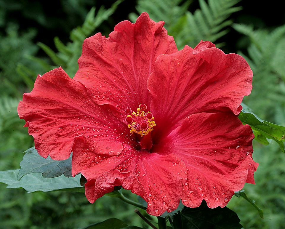 hibiscus