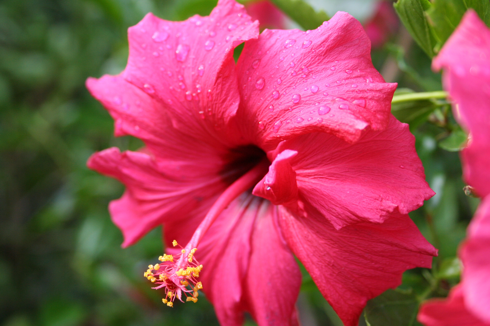 Hibiscus