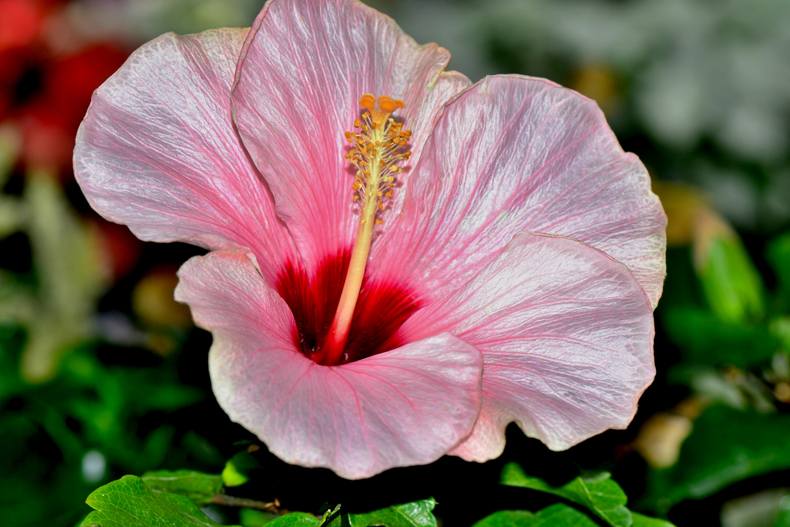 Hibiscus 