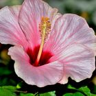 Hibiscus 