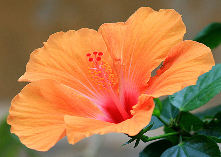 Hibiscus