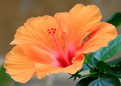 Hibiscus