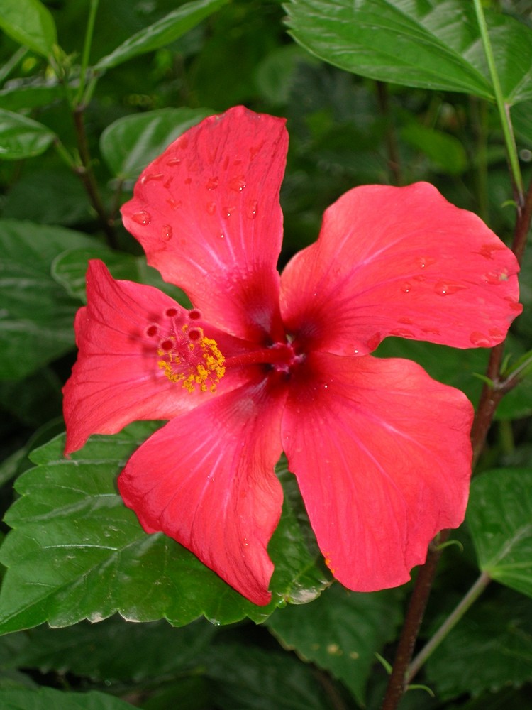 hibiscus