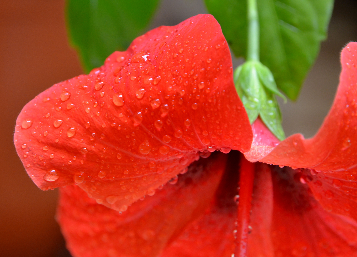 Hibiscus