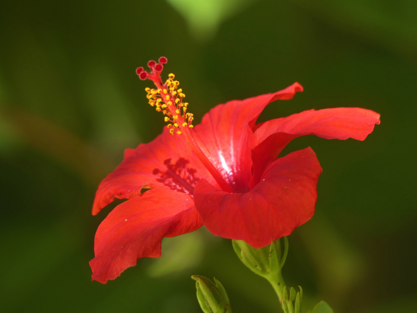 Hibiscus