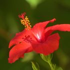 Hibiscus