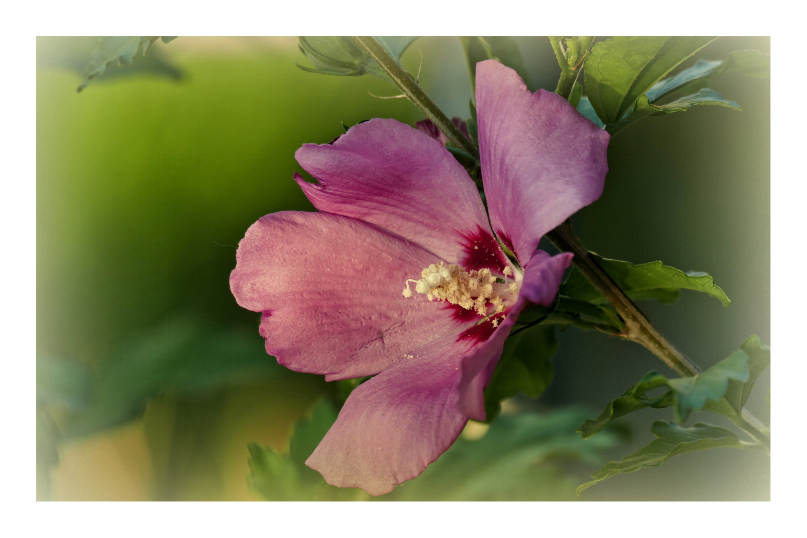 Hibiscus