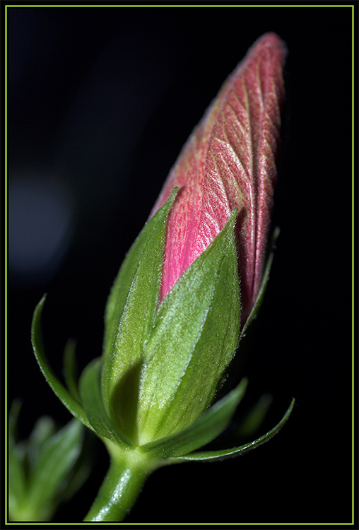 Hibiscus